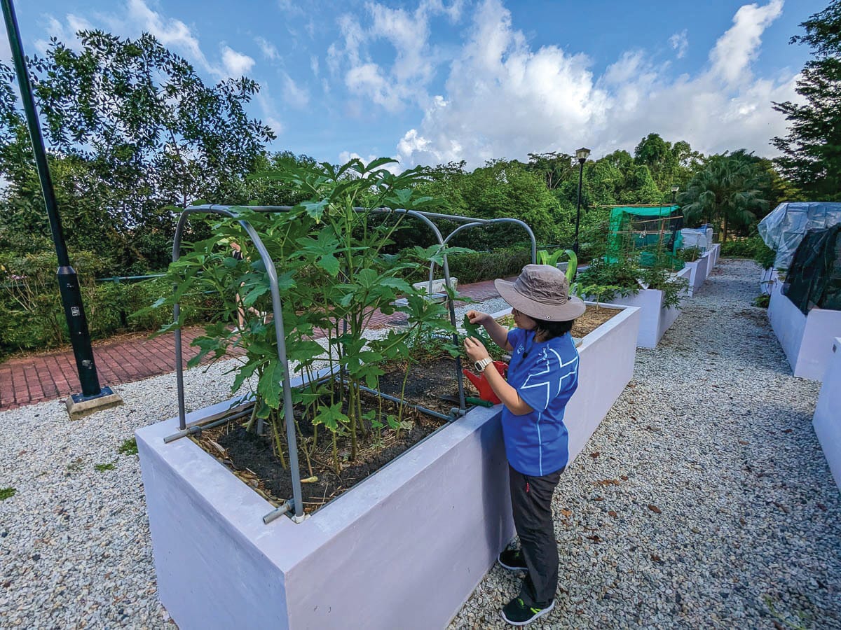 Allotment gardens at Kent Ridge Park